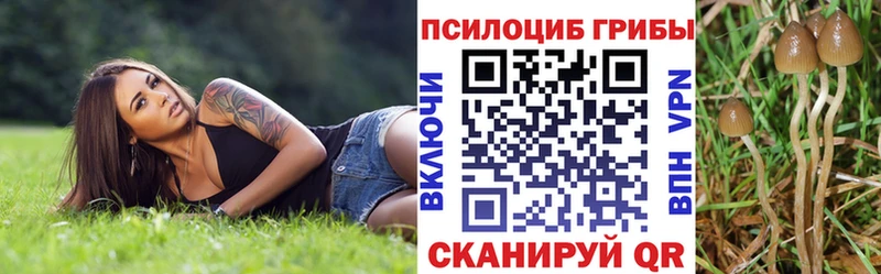 Купить закладки Звенигово Псилоцибиновые грибы Cubensis